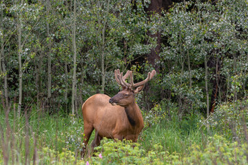 Naklejka na ściany i meble Deer with big antlers near Jasper British Columbia