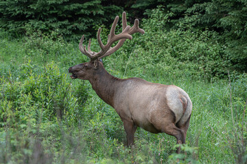 Deer with big antlers near Jasper British Columbia