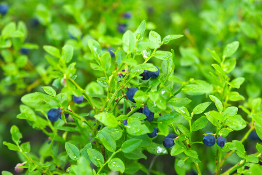 Wild vaccinium myrtillus in nature after rain, shrub with edible fruit of blue color: bilberry, wimberry, whortleberry or European blueberry