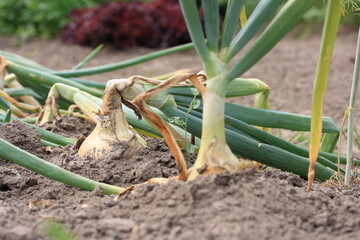 Ripe onions in the garden in the middle of summer