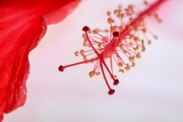 macro close up of anther stamen and pollen grains of the flower hibiscus Rosa sinuses