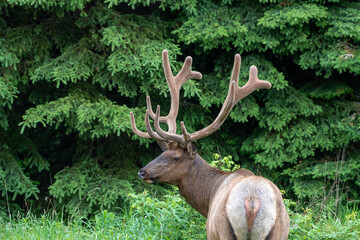 Deer with big antlers near Jasper British Columbia
