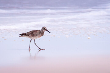 A Willet (Tringa semipalmata) foraging for food along the water's edge at Assateague Island National Seashore, Maryland