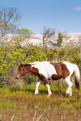 A wild pony (Equus caballus) grazing with sand dunes in the background at Assateague Island National Seashore, Maryland