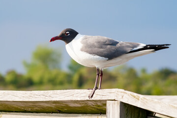 A Laughing Gull (Leucophaeus atricilla) perched on a wooden rail at Assateague Island National Seashore, Maryland