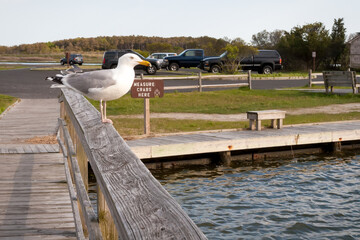 A Herring Gull (Larus argentatus) perched near a crabbing area at Assateague Island National Seashore, Maryland