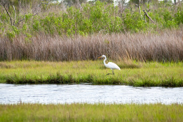 A Great Egret (Ardea alba) foraging for food in salt marsh wetlands at Assateague Island National Seashore, Maryland