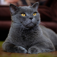 beautiful gray British cat close-up
