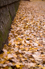 Tree leaves on the road in Burgos, Castilla y León, Spain. Autumnal landscape.