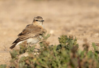 Desert Wheatear, Bahrain