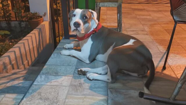 American pit bull terrier lying on the floor in home watching what's going on around. 