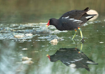 Common Moorhen feeding at Asker Marsh, Bahrain
