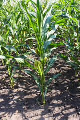 corn field, corn on the cob