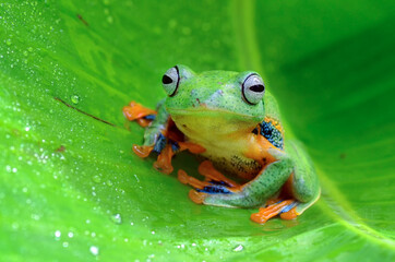 Green tree frog inside a banana leaf