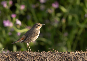 Obraz premium Bluethroat in farm at Bahrain