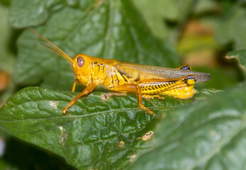 Yellow grasshopper on tomato plant.