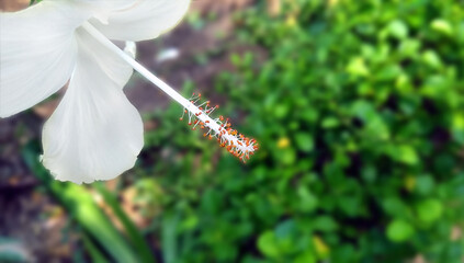 lily of the valley images with backgrounds of flowers