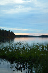 Finnish summer night. Lake, fading light and pastel colors. Cotton grass in the foreground. Serene and beautiful nature.