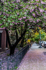 Cherry Blossom Trees Shade the Sidewalk