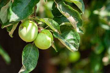Unripe apple fruit growth on apple tree branch