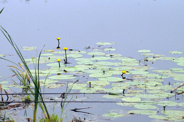 Yellow water lilies on the lake, flowers on the water, summer