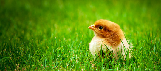 Banner show baby easter and newborn chicken