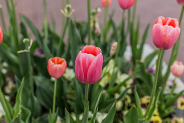 Pink Sprenger Tulips