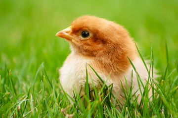 Fluffy chicken on spring grass with selective focus. Easter