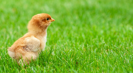 Banner show baby easter and newborn chicken