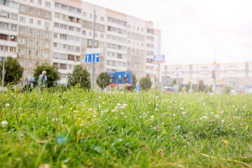 Green grass by road in the city