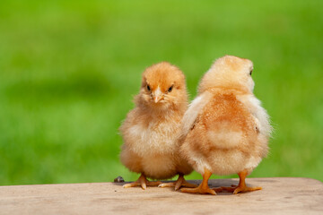 Newborn chicken family. Animal friendship.