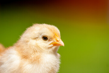 Closeup little newborn chicken on natural outdoor background