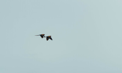 birds in flight