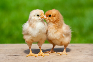 Cute twin chicken during kissing. Animal love emotion or friendship