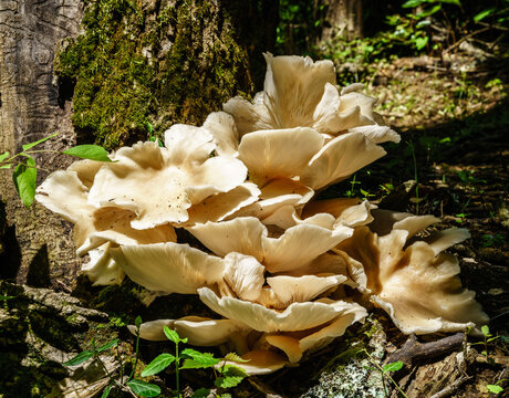 Wood Fungi In A Central Kentucky Forest