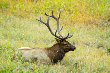 Naklejka na ściany i meble A bull elk resting in a meadow in Rocky Mountain National Park, Colorado