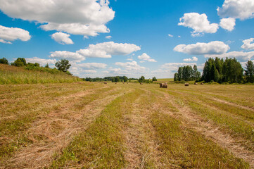 Fototapeta na wymiar Hay, mown grass, bales of hay in the field. Countryside.