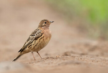 Portrait of a Red-throated pipit, Bahrain