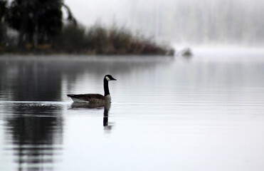 Canada goose swimming in a calm lake in autumn