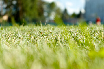 Green grass close up on a sunny day
