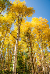 A aspen tree forest in the autumn seasion, showing peak fall color, Rocky Mountain National Park, Colorado.