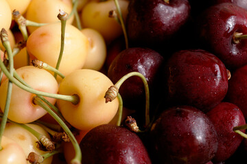 Macro photography of ripe cherries, fresh tasty yellow and red cherries. Selective focus.