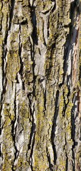 tree bark texture