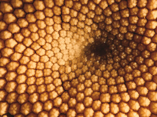 Macro photography the center of a daisy flower, yellow pistils and stamens chamomile. Detail of a compound flower.