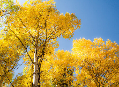 A aspen tree forest in the autumn seasion, showing peak fall color, Rocky Mountain National Park, Colorado.