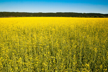 Fototapeta premium Field of blooming buckwheat, forest in the distance, Russia.