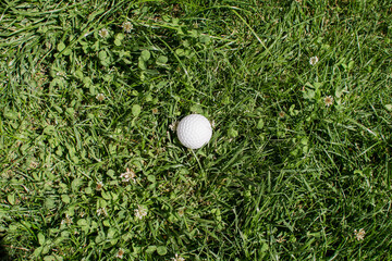 golf ball lies in green grass