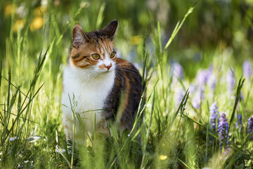 A beautiful cat in the grass