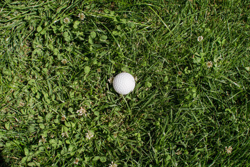 golf ball lies in green grass