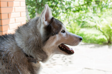 husky dog near the house gray